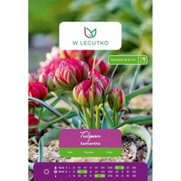 Tulipai Samantha, 7 vnt.