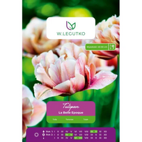 Tulipai La Belle Epoque – 3 vnt.