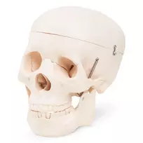 Žmogaus kaukolės anatominis modelis 4FIZJO 1:1