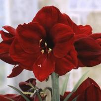 Amarilis (meilenis) 'Benfica', svogūnas, 1 vnt.