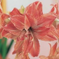 Amarilis (meilenis) 'Lady Jane' , svogūnas, 1 vnt.