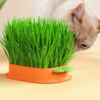 Sprouter Tray Hydroponic Cat Grass Box Snack Catnip Cultivation Soil Free Nursery green