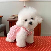 Naminių šunų ir kačių drabužiai Vasariniai ploni Teddy, Bišonas, Pomeranijos špicas Mažo šuniuko Katės sijonas L back length 35cm (recommended 8-10 pounds) white