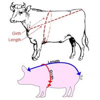 Livestock Animal Body Pigs Cattle Weight Measure Tape Farm Cow Ruler Vet Tools one size black