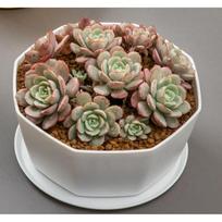 Large Succulent Pot Breathable Plastic Flower Pot With Drainage For Home Garden Office Decor For Indoor Plants black
