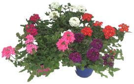 Lauko augalas verbena, Ø 13, 20 cm, lot. Verbena Venturi