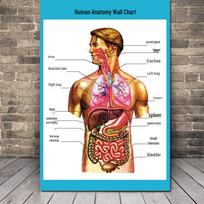 Žmogaus kvėpavimo ir tulžies pūslės anatomijos lentelė – Medicinos klinikos plakatas brown