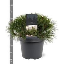Lauko augalas kalninė pušis, Ø 19, 30 cm, lot. Pinus mugo mughus