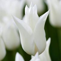 Tulpė 'White Triumphator', 5 vnt.