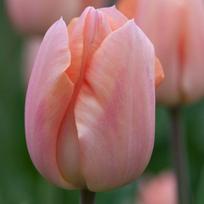 Tulpė 'Apricot Beauty', 15 vnt.