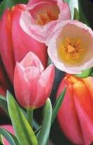 Worth-Keeping Mini kartka 3D Tulipan (180178)