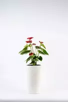 Adoni Baltas medvilninis gėlių vazonas su įdėklu 22x36 cm – rankų darbo (adoni-ba-wht-36)