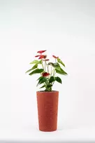 Adoni Raudonas džiuto vazonas su įdėklu 22x36 cm - rankų darbo (adoni-red-36)