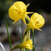 Svogūnėliai Narcizai "Golden Bells" - 5 vnt.