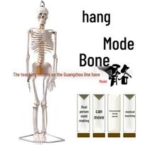 85cm Full Body Human Skeleton Model for Teaching and Anatomy. 85cm gray