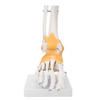 Suaugusio žmogaus skeletas raiščiai pėda čiurnos sąnarys anatomijos modelis white