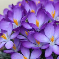 Krokai Whitewell Purple
