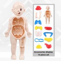 Kid Montessori 3D Puzzle Human Body Anatomy Model Educational Learning Organ Assembled Toy Body Teaching Tool For Children beige