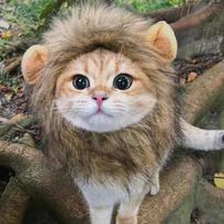 Pet Cat Lion Mane Headwear, Funny Cute Pet Costume Hat, Soft Adjustable Decorative Headgear for Cats Small Dogs Party Photo Props S gray