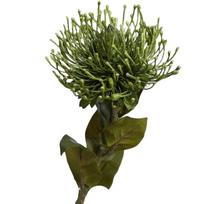 73cm Ilgio Dirbtinė Chrizantema Didelis Chrizantemos Kotas Vestuvių Kompozicija Color-5 black