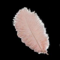 1 vnt stručio plunksnų vestuvių vakarėlio dekoravimas spalvingas amatams Natūralios odos stručio stalo centrinės detalės Plumas dekoras 20-25cm gray
