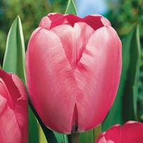 Tulpė ‘Pink Impression’ , 50 vnt.