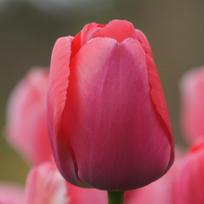 Tulpė ‘Pink Pride’, 50 vnt.