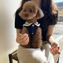 Pet Clothes Teddy Bichon Small Dog Pomeranian Cat Poodle Schnauzer Yorkshire Dog Clothing Autumn XS back length 20cm (recommended 1-2 pounds) black