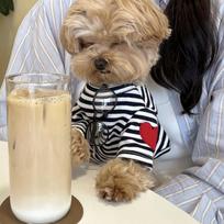 Summer Thin Teddy Bichon Poodle Small Dog Cat Yorkshire Pomeranian Dog Clothes Pet T-shirt Summer L back length 35cm (recommended 8-10 pounds) gray