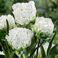Tulpė 'Snow Crystal', 50 vnt.