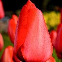 Tulpė ‘Red Impression’, 50 vnt.