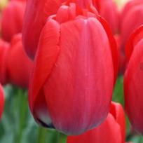 Tulpė ‘Red Pride’ , 50 vnt.
