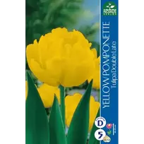 Tulpių svogūnėliai, lot. TULIPA YELLOW POMPONETTE, 5 vnt