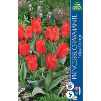 Tulpių svogūnėliai, lot. TULIPA PRINCESS CHARMANTE, 5 vnt