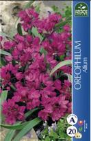 Dekoratyvinio augalo česnako svogūnėliai, lot. ALLIUM OREOPHILUM, 20 vnt.