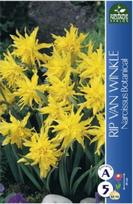 Narcizų svogūnėliai, lot. NARCISSUS RIP VAN WINKLE, 3 vnt