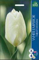 Tulpių svogūnėliai, lot. TULIPA White EMPEROR, 4 vnt