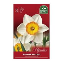 Narcizų svogūnėliai, lot. NARCISSUS FLOWER RECORD, 3 vnt