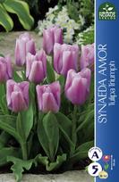 Tulpių svogūnėliai, lot. TULIPA TRIUMPH SYNAEDA AMOR, 4 vnt