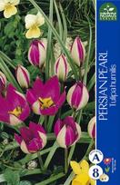 Tulpių svogūnėliai, lot. TULIPA PERSIAN PEARL, 6 vnt