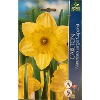 Narcizų svogūnėliai, lot. NARCISSUS CARLTON, 5 vnt