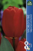 Tulpių svogūnėliai, lot. TULIPA WORLD'S FIRE, 5 vnt.
