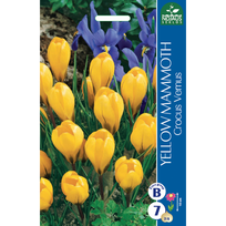Krokų svogūnėliai, lot. CROCUS YELLOW MAMMOTH, 7 vnt