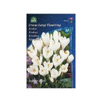 Krokų svogūnėliai, lot. CROCUS JEANNE D`ARC, 7 vnt