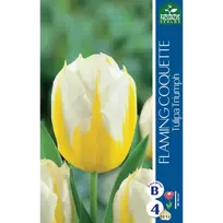 Tulpių svogūnėliai, lot. TULIPA FLAMING COQUETTE, 4 vnt