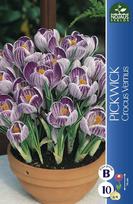 Krokų svogūnėliai, lot. CROCUS PICKWICK, 7 vnt