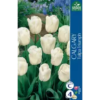 Tulpių svogūnėliai, lot. TULIPA CALGARY, 4 vnt