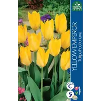 Tulpių svogūnėliai, lot. TULIPA YELLOW EMPEROR, 5 vnt