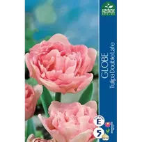 Tulpių svogūnėliai, lot. TULIPA GLOBE, 5 vnt