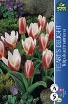 Tulpių svogūnėliai, lot. TULIPA HEARTS DELIGHT, 4 vnt